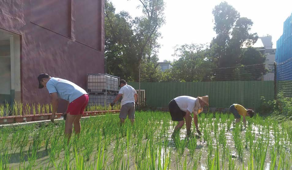 Rice growing at Taiping Elementary School.